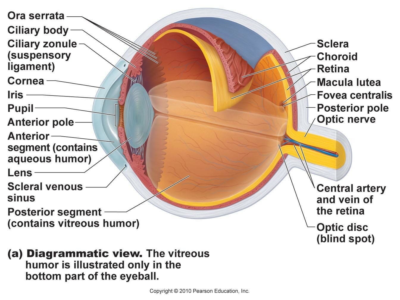 Diagram Of The Eye Diagram Of The Eye