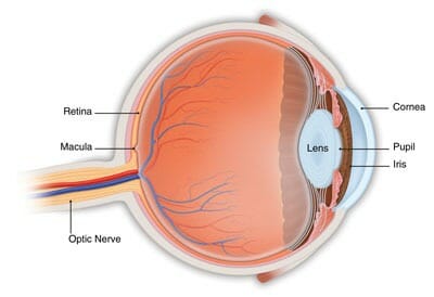 Understanding Age-Related Macular Degeneration