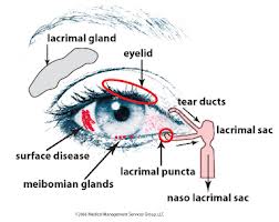 What Causes the Condition of Dry Eyes?