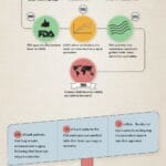 Lasik Timeline Infographic