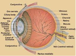 Detailed Diagrams of the Eye