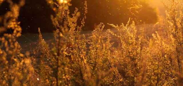 Coping with Allergies and Itchy Eyes